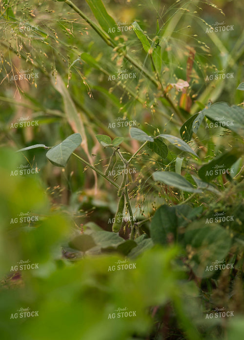 Peas 185029
