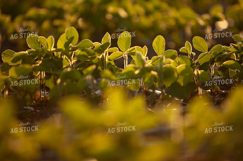 Soybeans - Mid-Season 1496