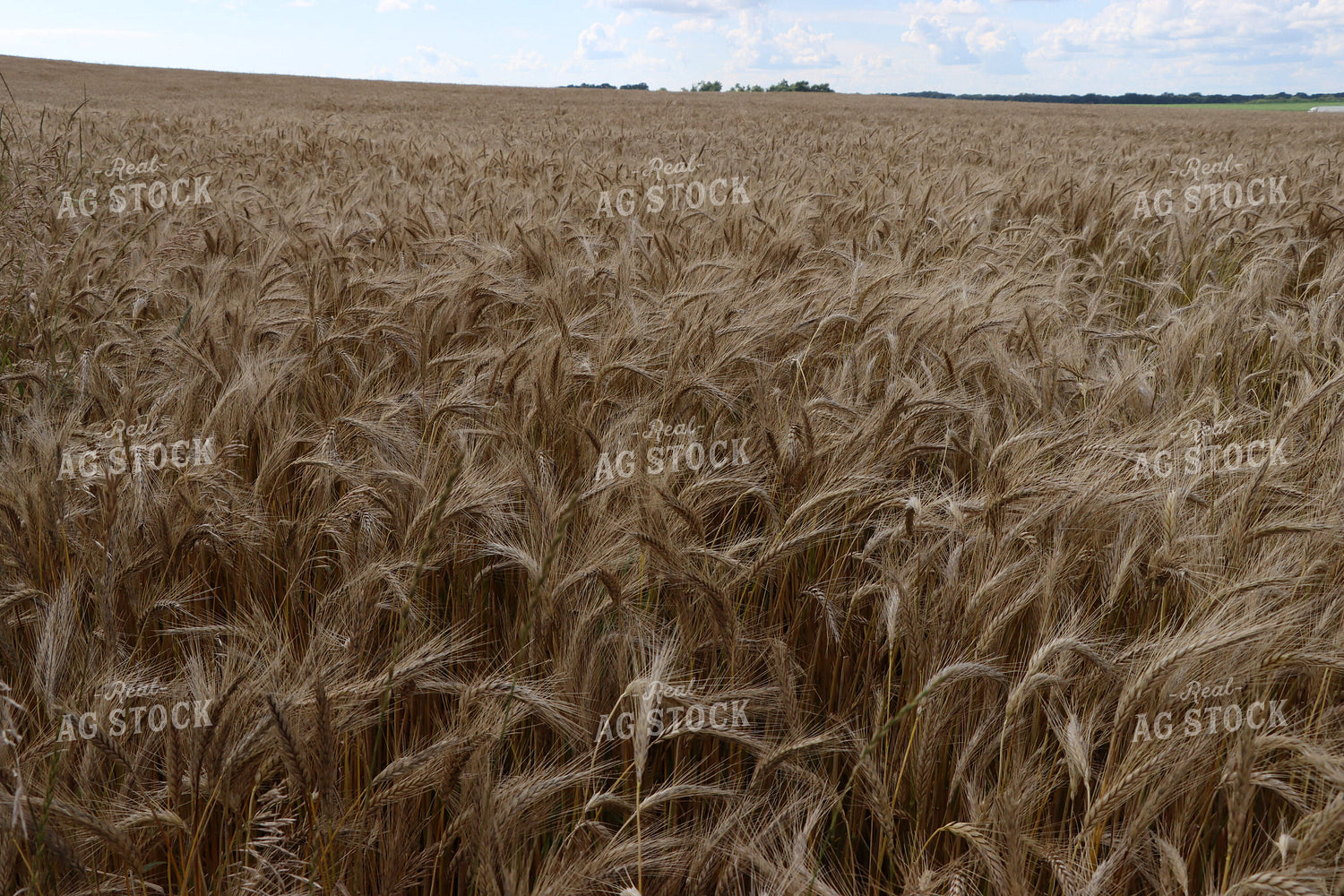 Dried Wheat Field 257004