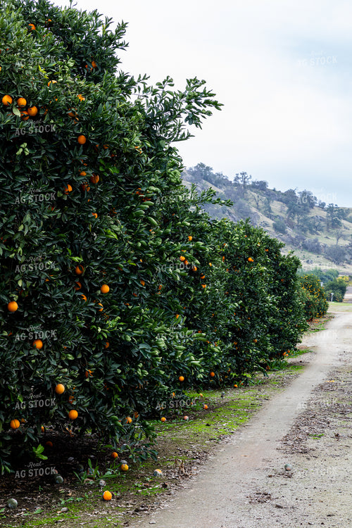 Orange Trees 276040