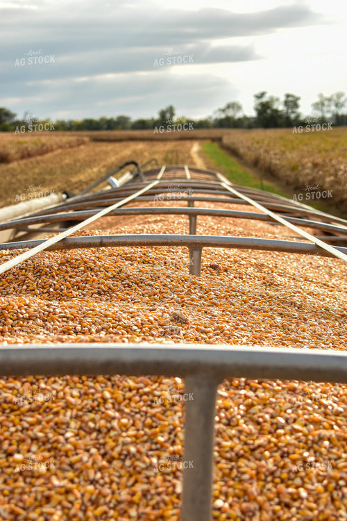 Corn Loaded into Semi Trailer 84044