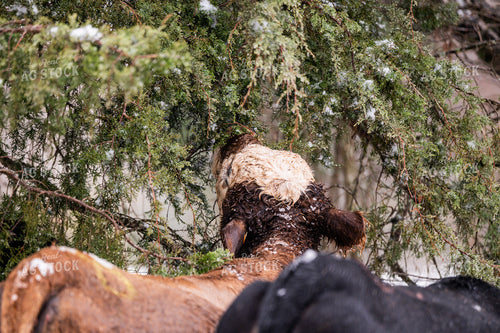 Cattle on Snowy Pasture 192027