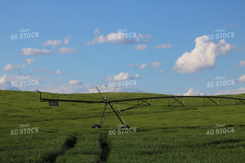Irrigated Wheat Field 82244
