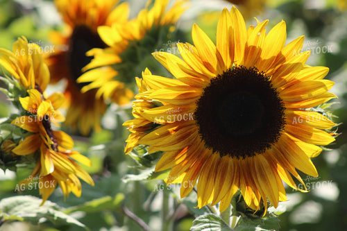 Sunflower Plants 73016