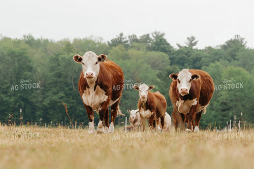 Hereford Cattle on Pasture 68167