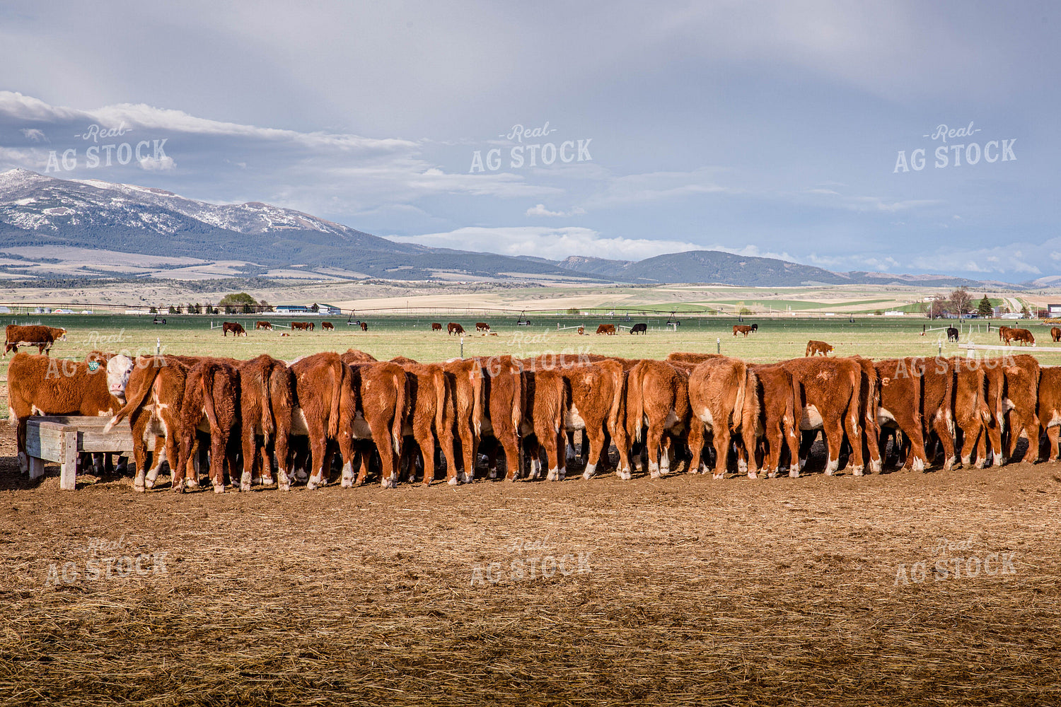 Hereford Cattle Eat from Feed Trough in Lot and Graze in Pasture 81135
