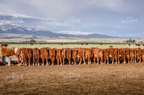 Hereford Cattle Eat from Feed Trough in Lot and Graze in Pasture 81135