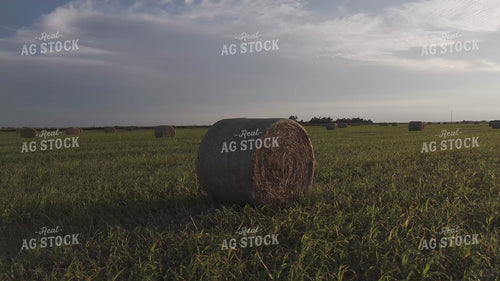Round Bales in Field 239407