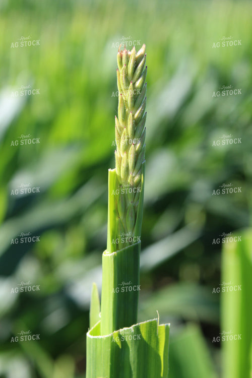 Up Close Corn Tassel 104012