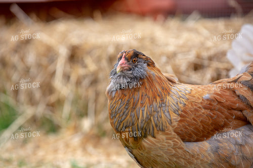 Chicken on Farmyard 90054