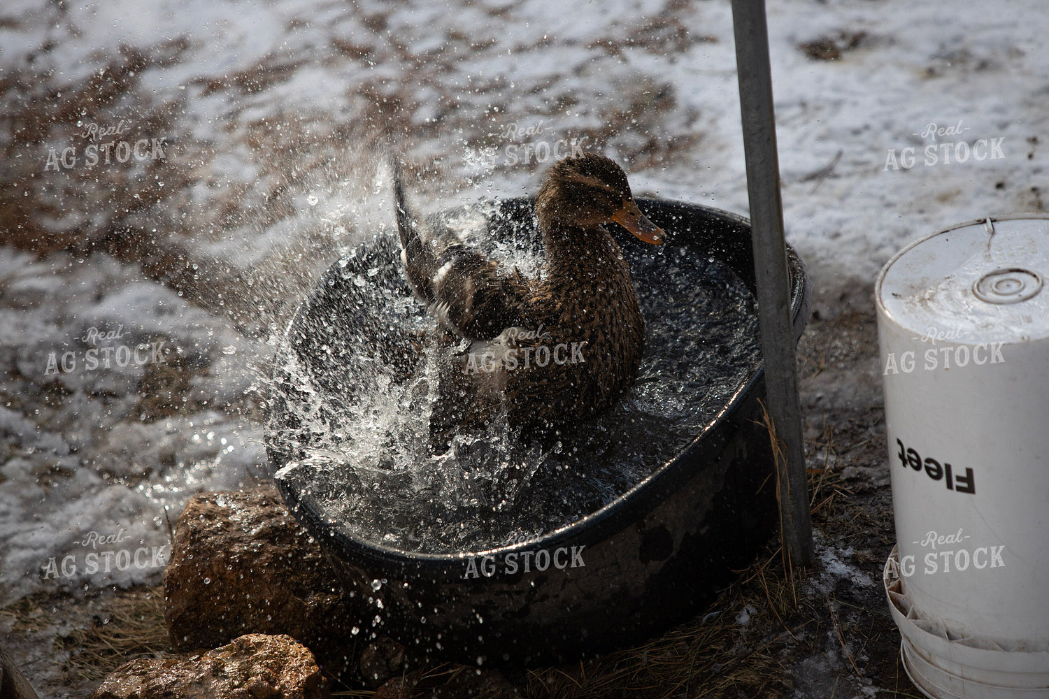 Duck in Water 117454