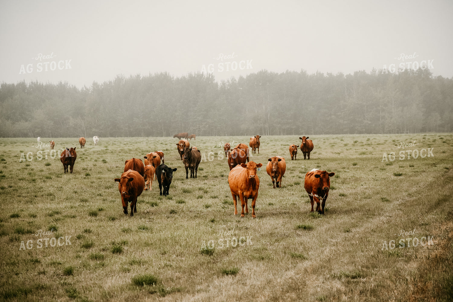 Cattle in Pasture 64327