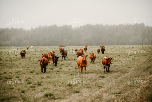 Cattle in Pasture 64327