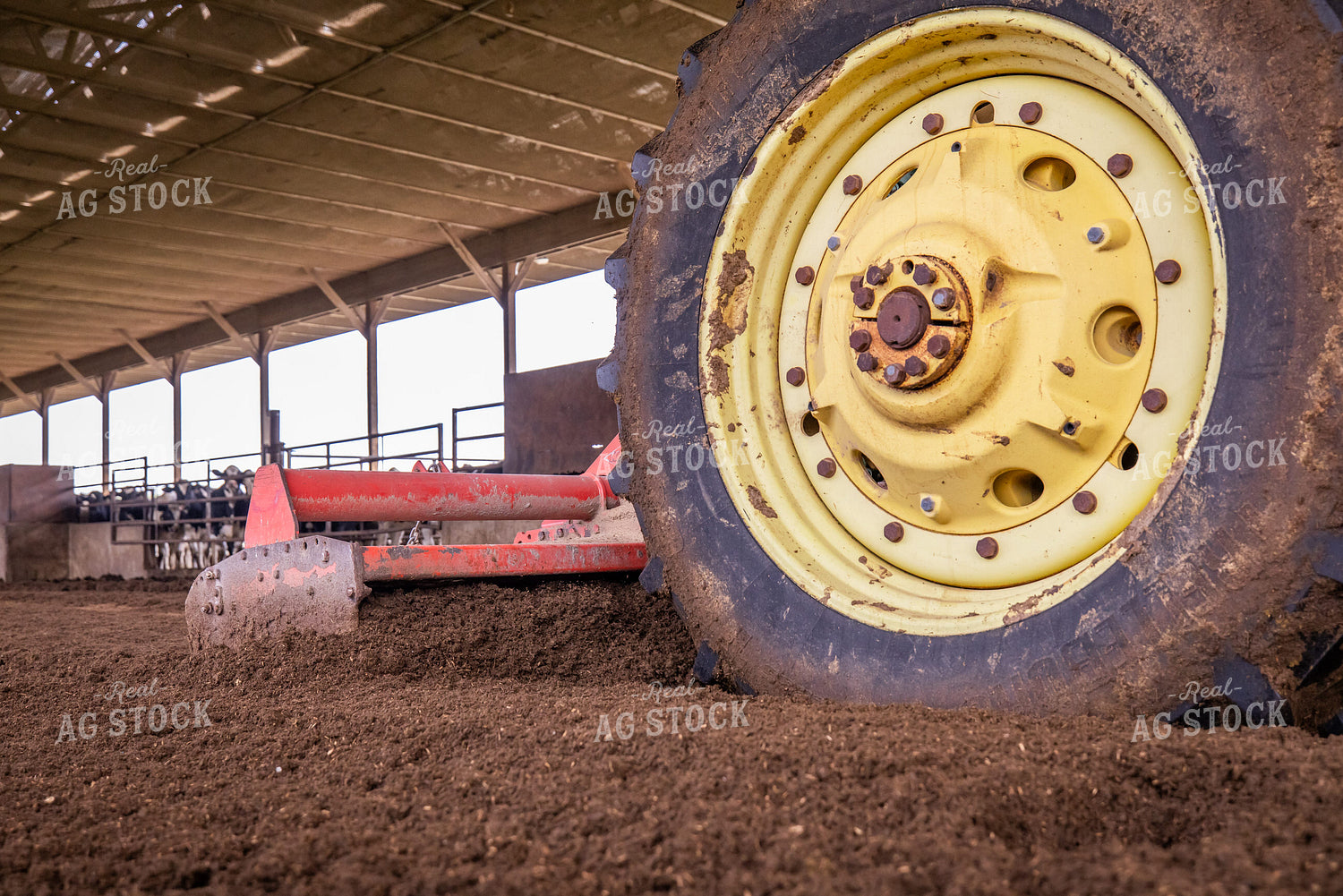 Laying Compost Bedding in Dairy Barn 270055