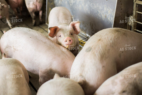 Pigs in Barn with Feeder 3889