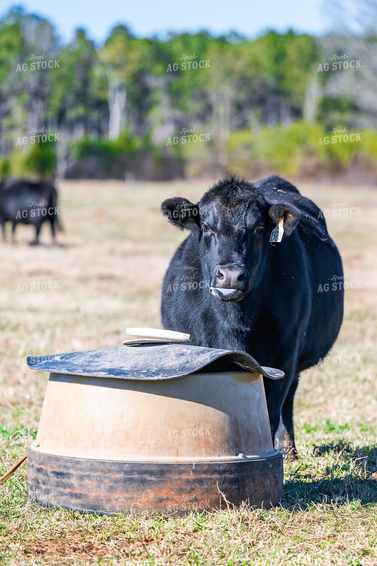 Cattle on Pasture 192022