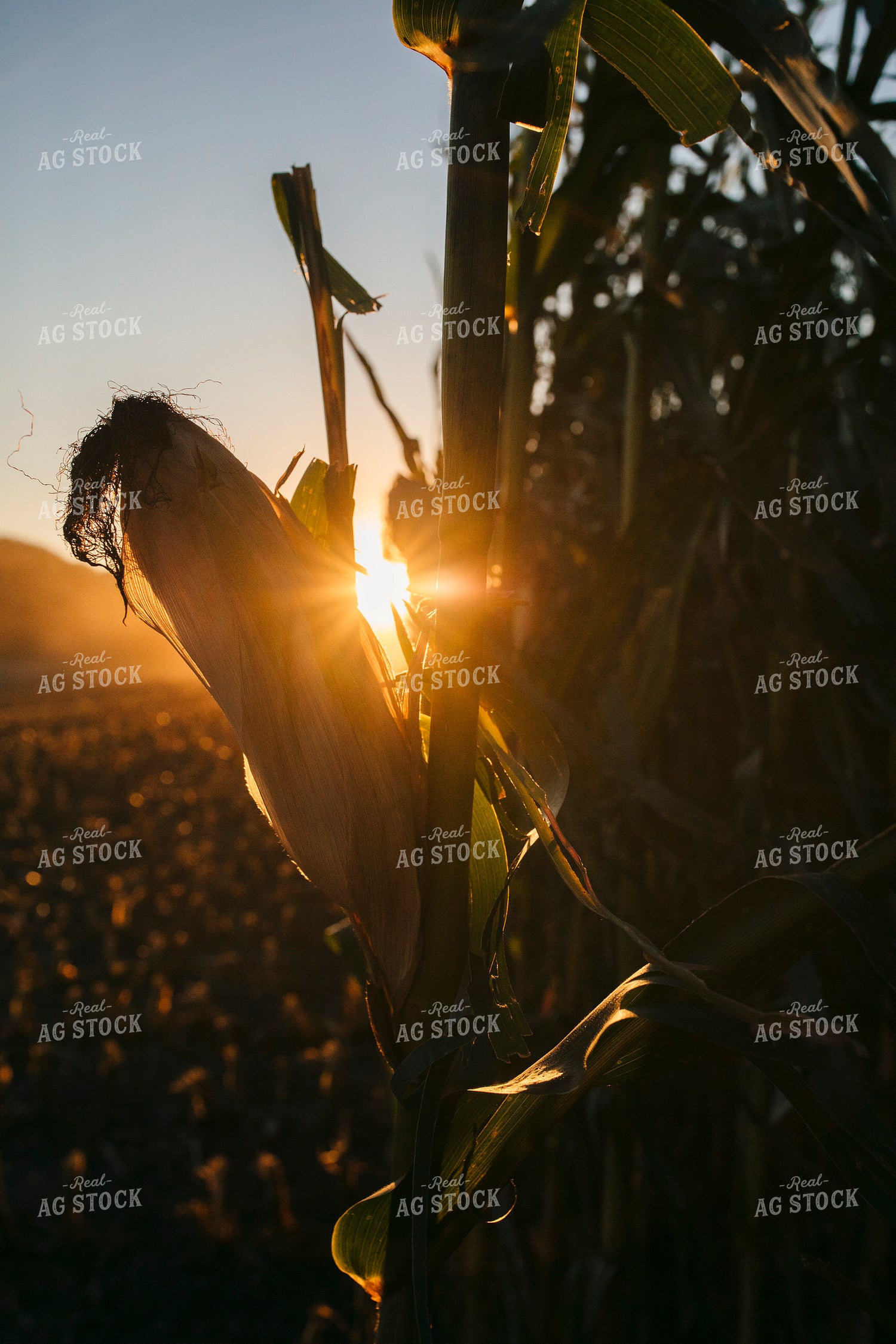 Dried Ear of Corn 285011