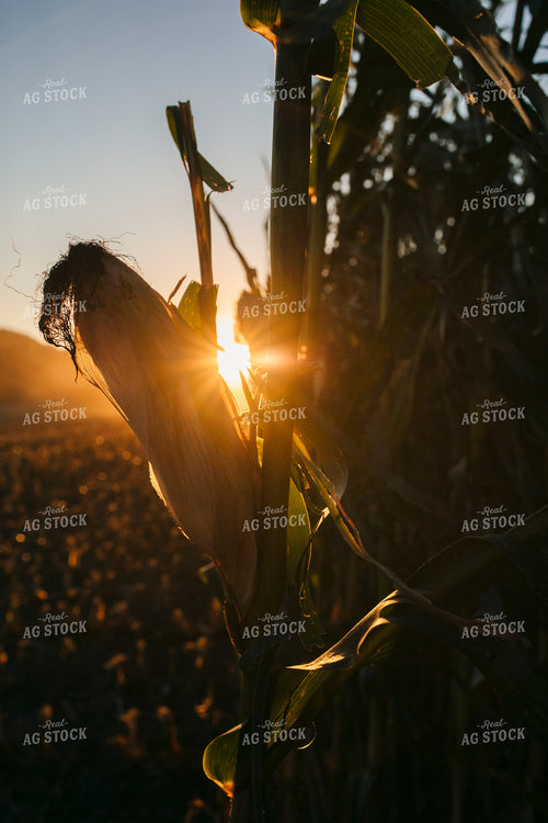 Dried Ear of Corn 285011
