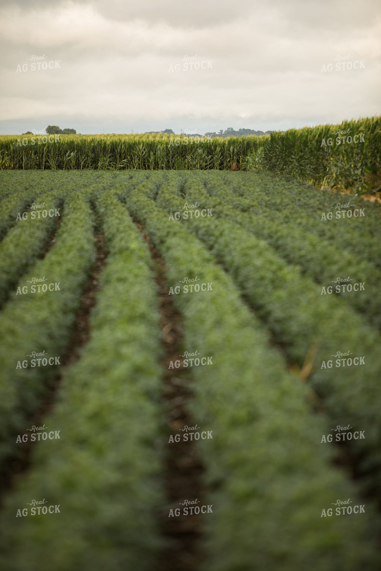 Green Corn and Soybean Field Border 6292