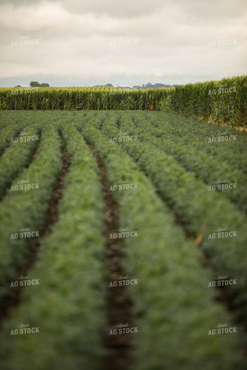 Green Corn and Soybean Field Border 6292