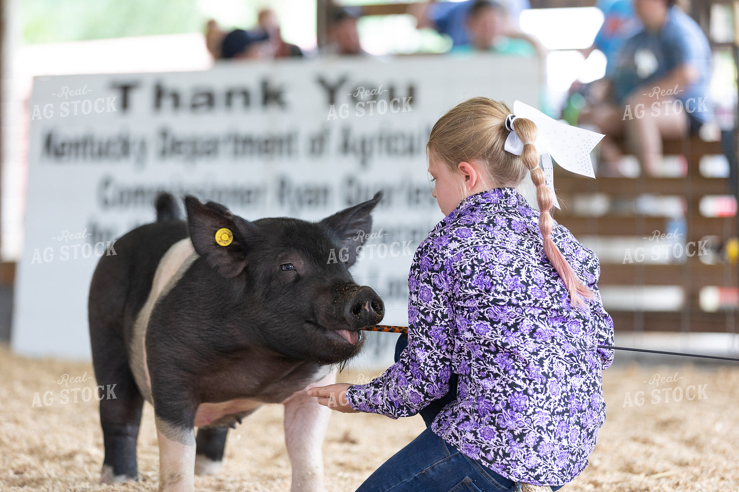 Showing Pigs 52700