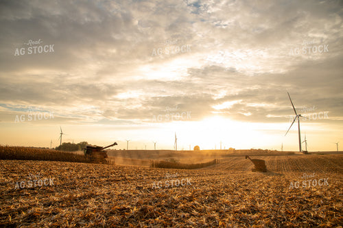Corn Harvest 26034