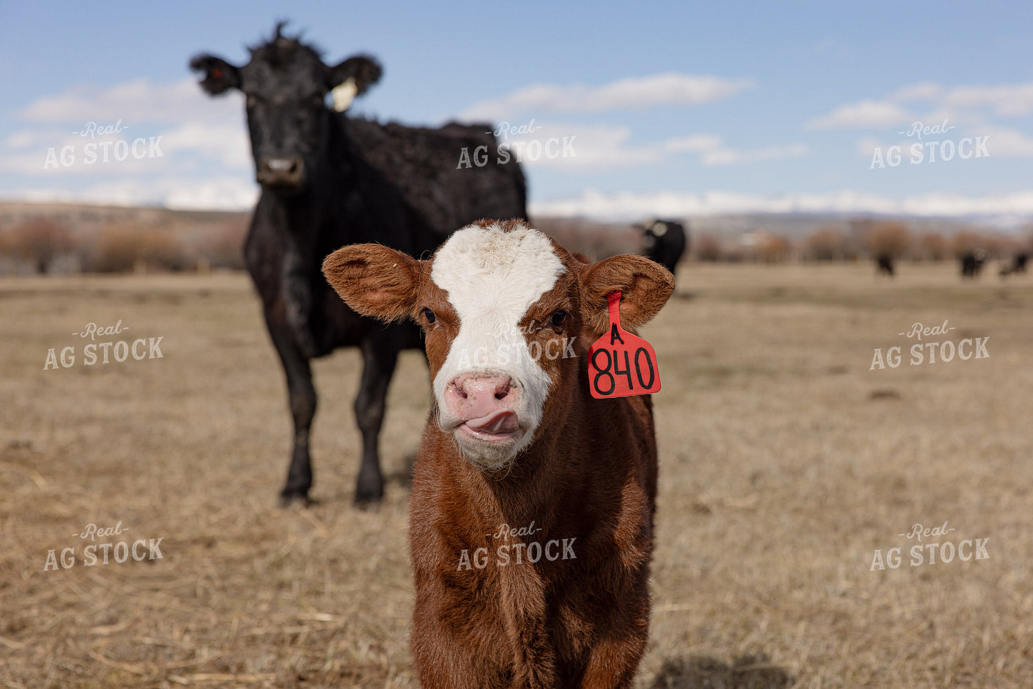 Calf on Pasture 304029