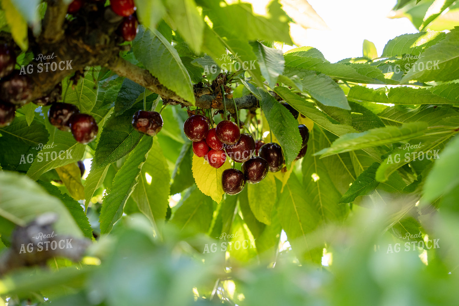 Cherries 65770