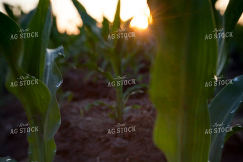 Corn - Mid-Season 1243