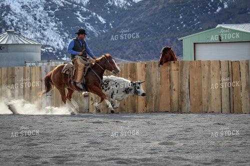 Male Rancher on Horse Chasing Cow 78055