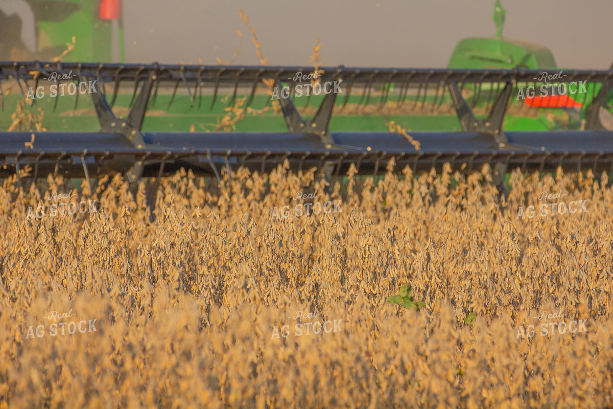 Soybean Harvest 291120