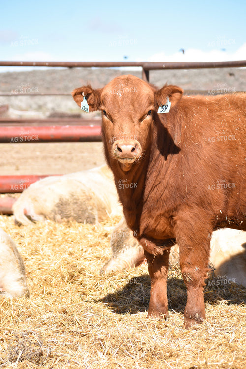 Red Angus Cattle 263009