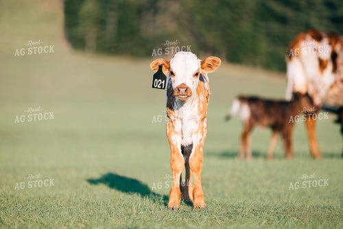Longhorn Calf 178009