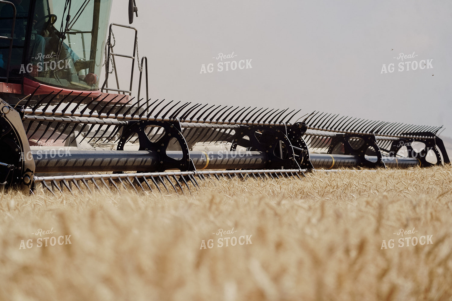 Wheat Harvest 293003