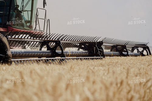 Wheat Harvest 293003