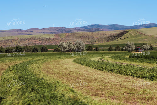 Windrowed Hay 83002