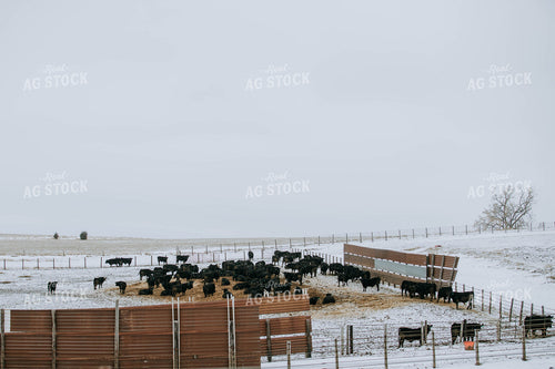 Cattle in Farmyard 77199