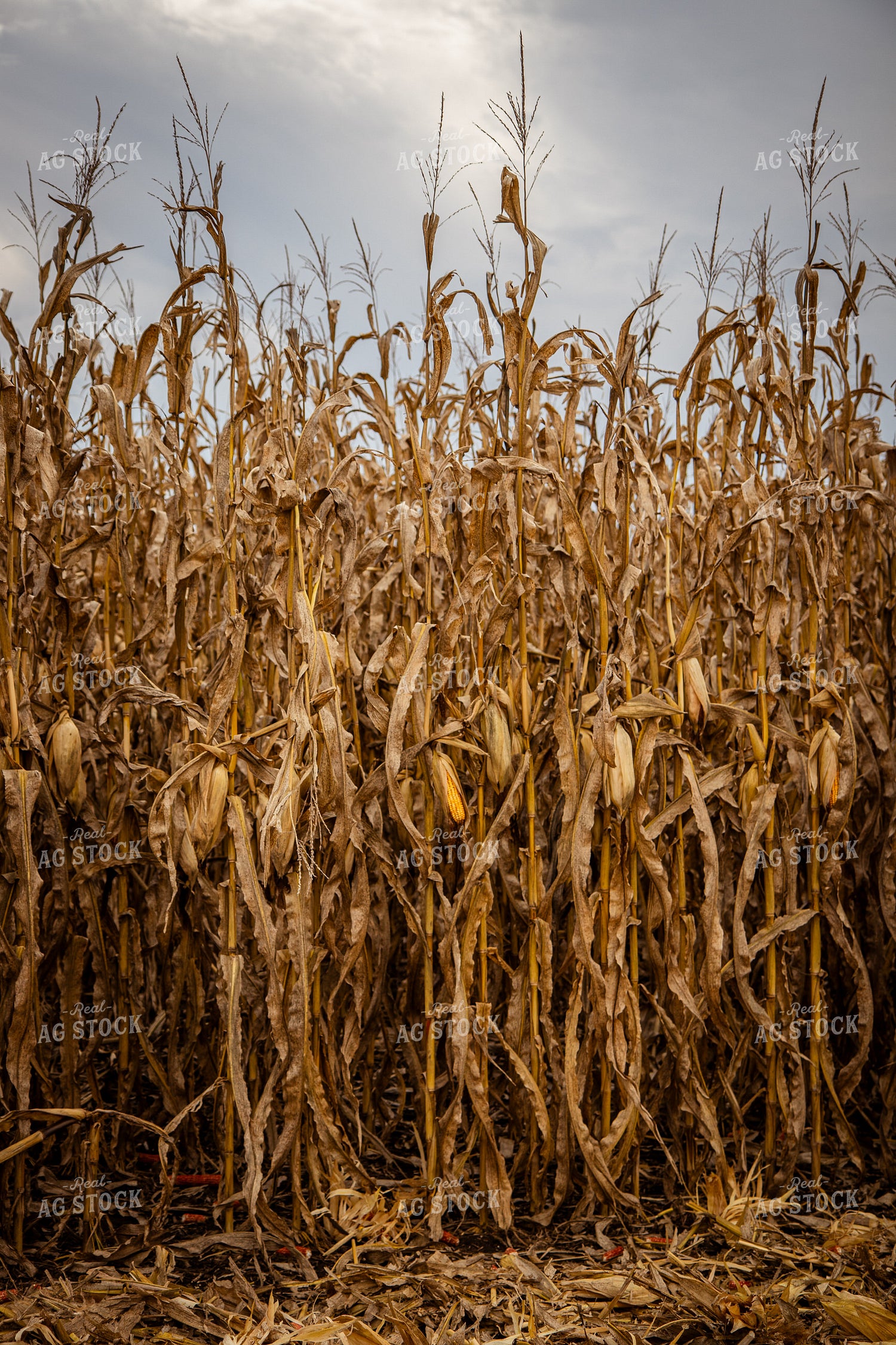 Dried Field of Corn 268182