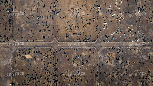 Cattle Feedlot Drone 56438