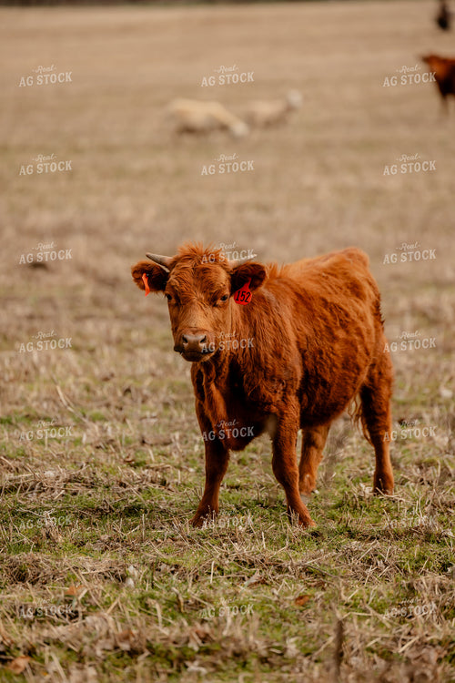 Red Angus Cattle Grazing 104037