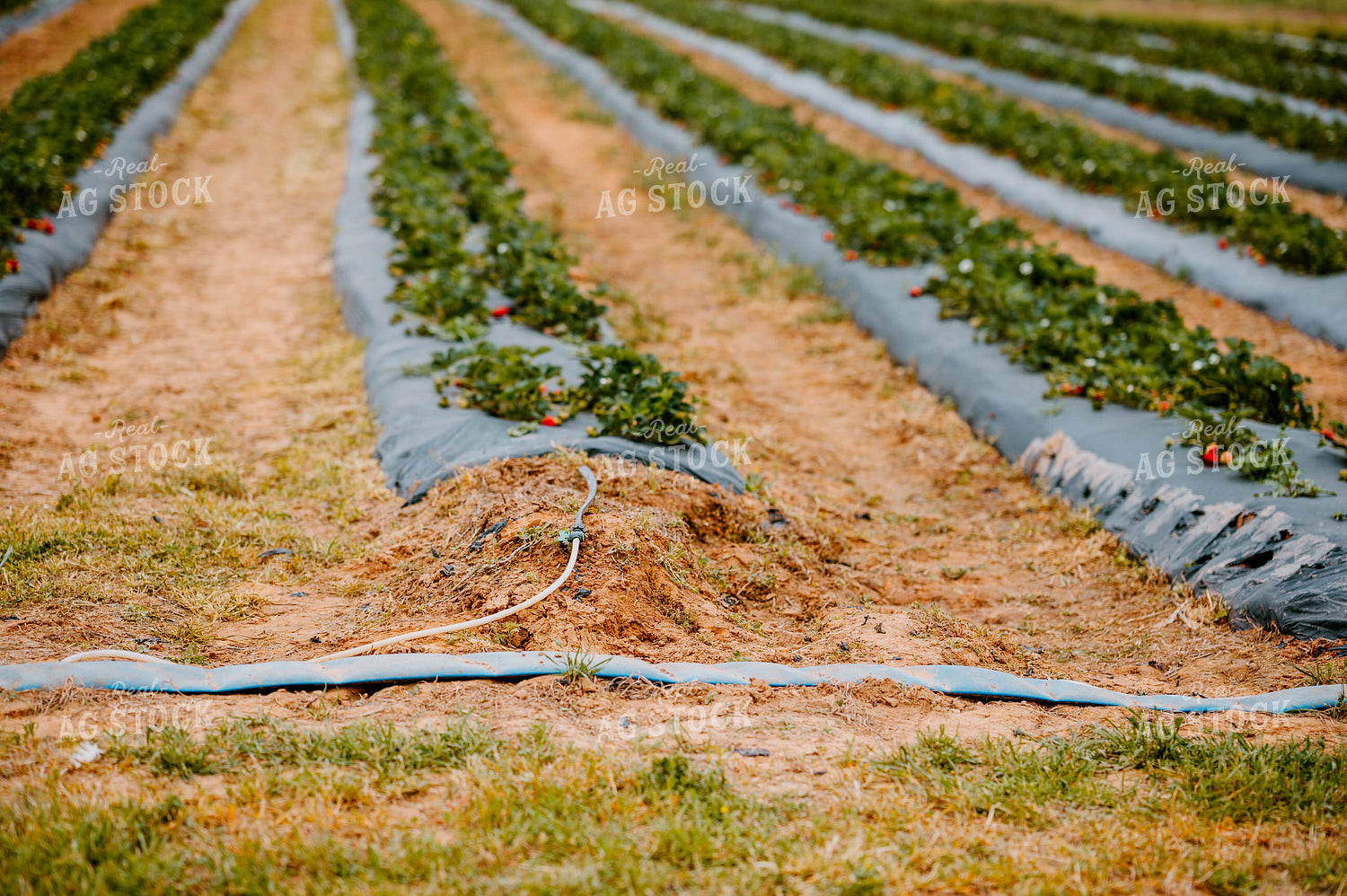 Rows of Strawberries 125089