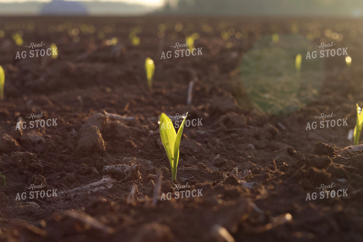 Early Growth Corn 109148