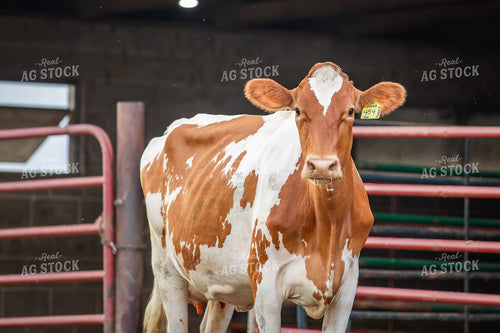 Guernsey Dairy Cows 270577