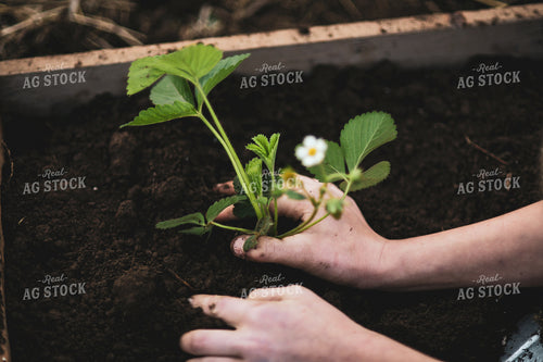 Planting Strawberry Plant 191083
