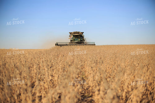 Soybean Harvest 93239