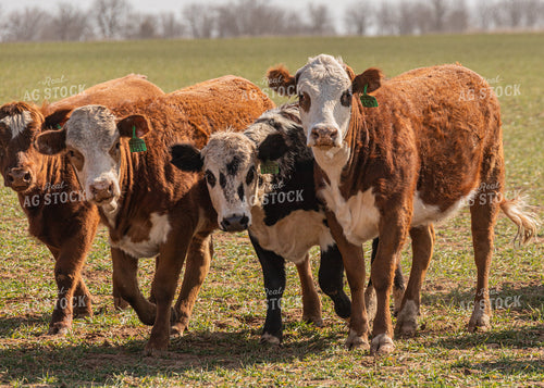 Cattle Grazing on Cover Crop 231108