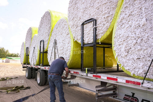 Farmer Securing Cotton Bales 128111