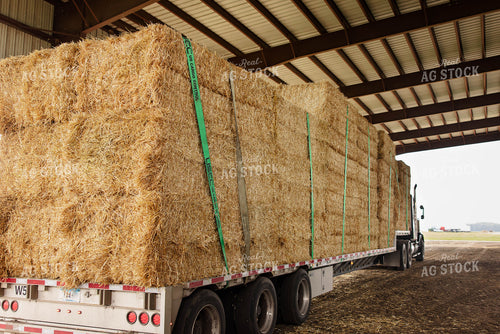 Moving Wheat Straw Bales 152675