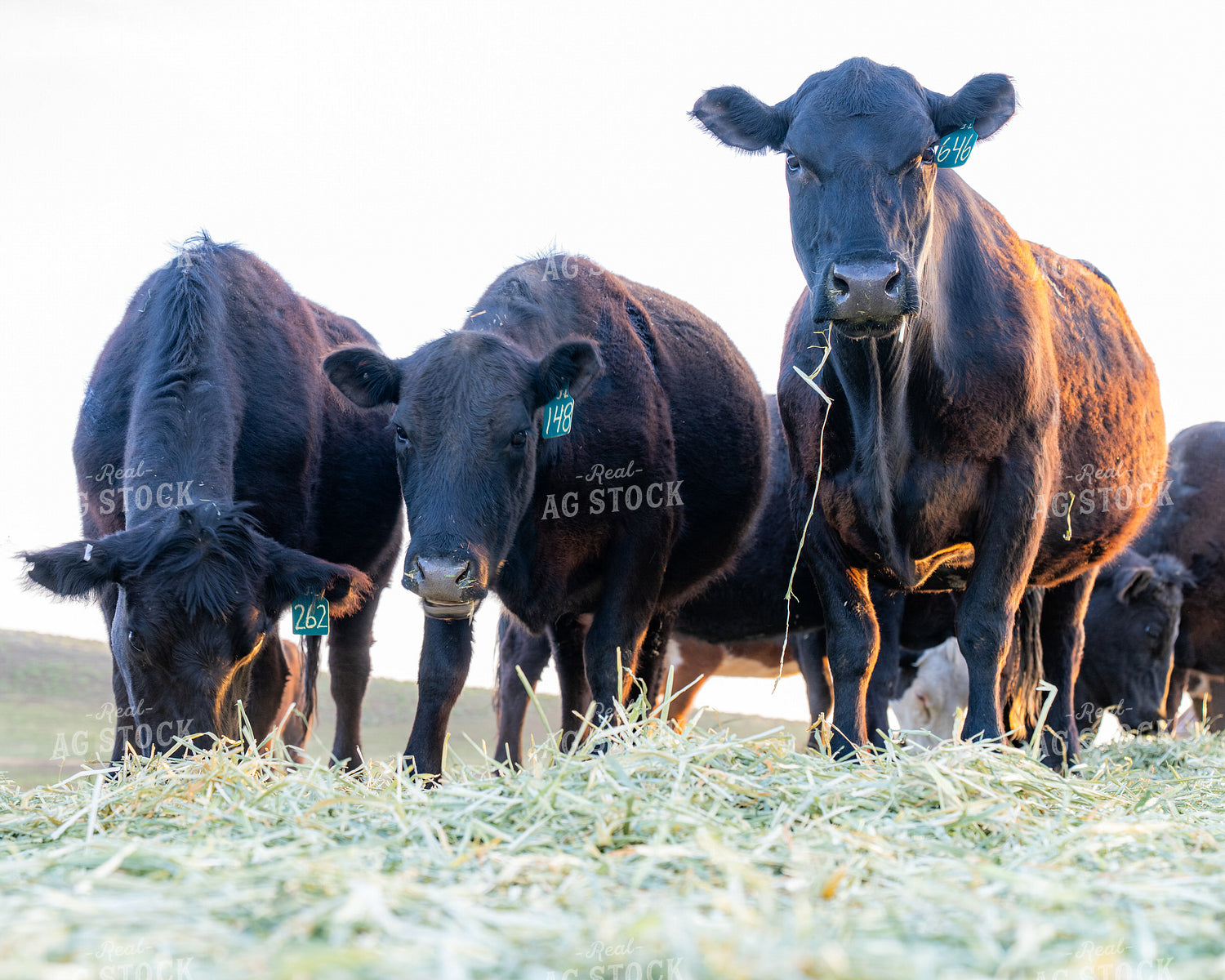 Group of Black Cows Grazing on a Farm Field 65386