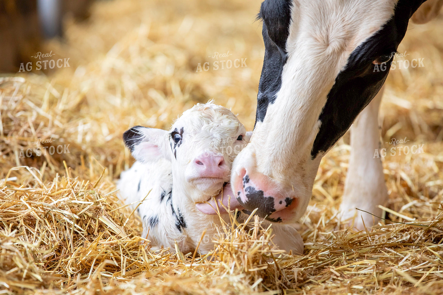 Holstein Cow and Calf 55267